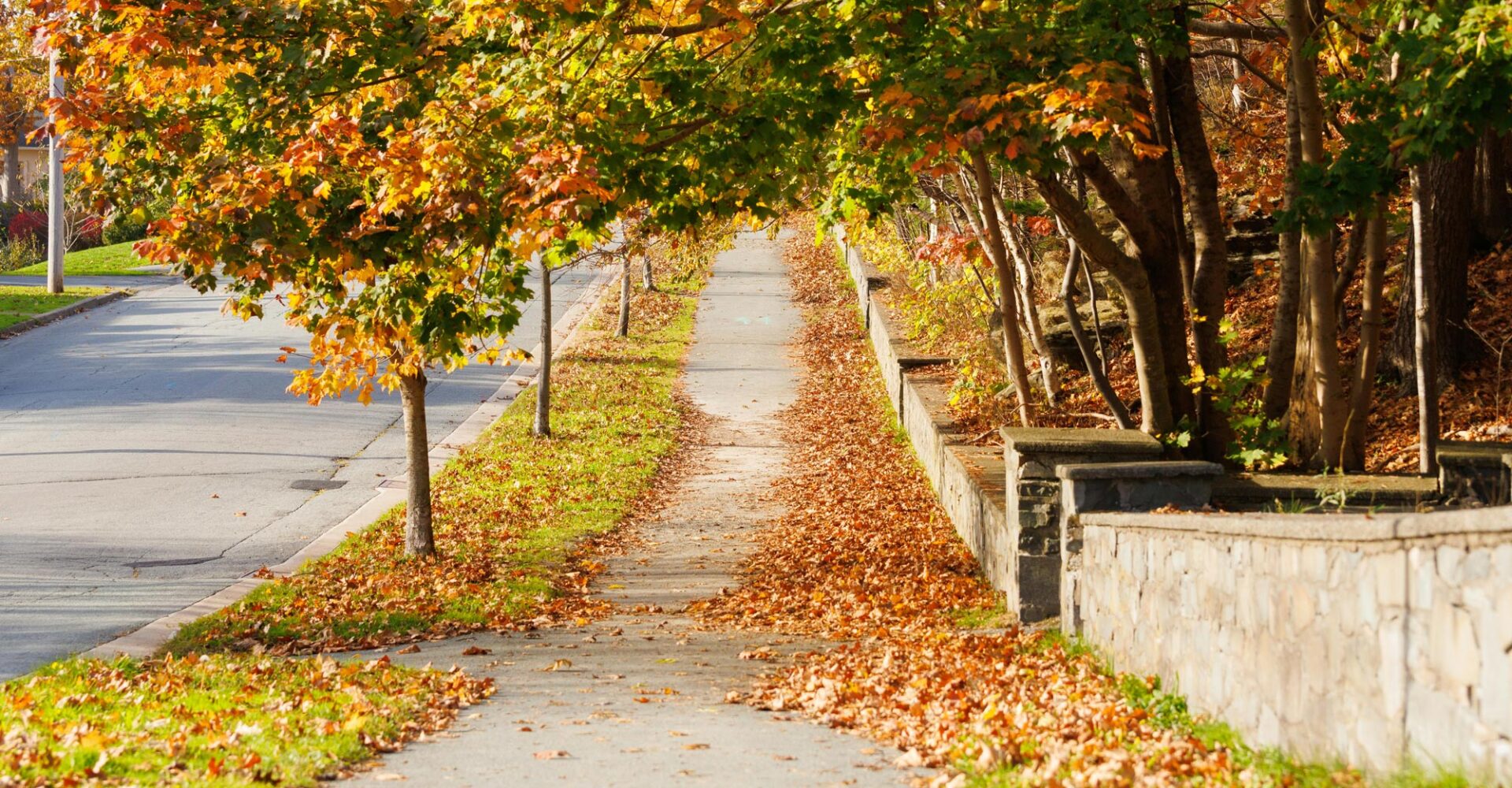View of a nice neighborhood during autumn with crips orange leaves and green grass.